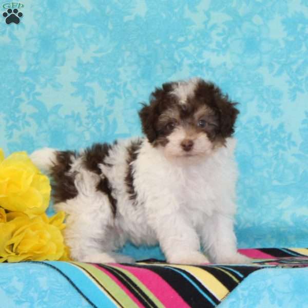 Parrot, Toy Poodle Puppy